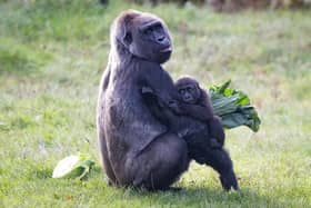 Effie and baby Venus enjoying cabbage and yellow pepper from New Covent Garden Market