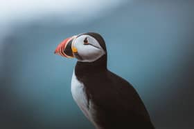 Puffin at Bempton Cliffs