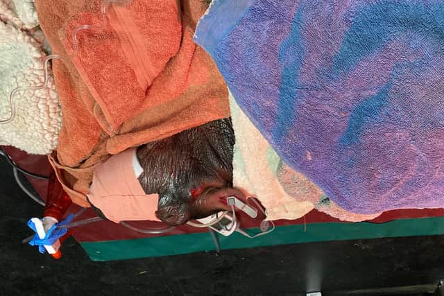 Hippopotamus had to have treatment in intensive care