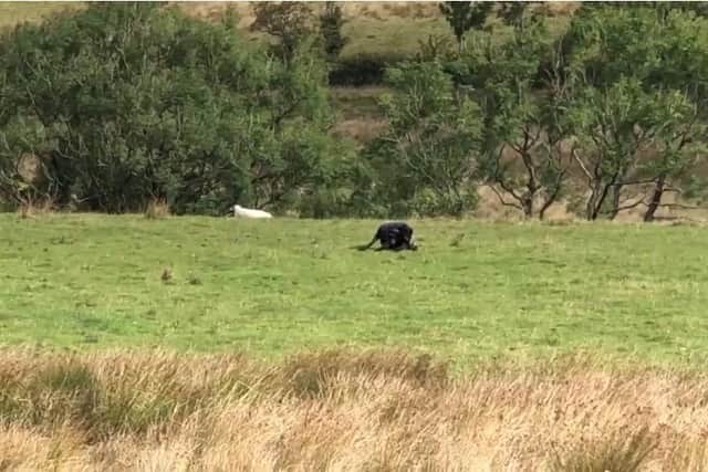 They had just passed Jacob’s Ladder when the pair spotted what they thought was a wild cat in a nearby field.