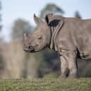White Rhino Granville.