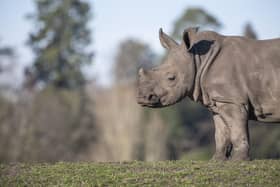 White Rhino Granville.