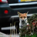 Foxes are also one of the mammals PTES is asking volunteers to look out for this spring.
