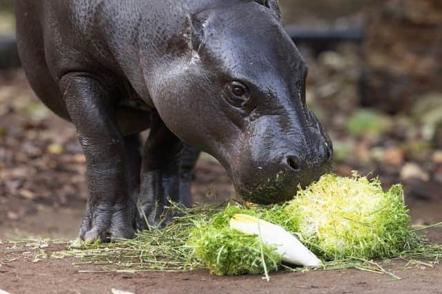 Amara the Pygmy Hippo tucking in to lettuce from New Covent Garden Market