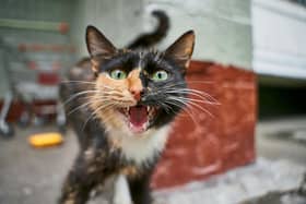 London kitties are being sought to be the face of a new natural brand - Animal News Agency
