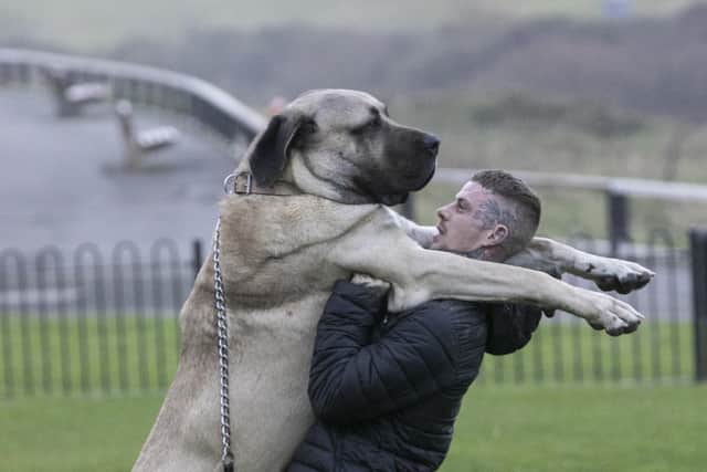 Abu, 2, a Aksaray Malaklisi, is believed to be one of the biggest dogs in the UK. Abu and owner Dylan Shaw, 33, pictured in Saltburn, North Yorks, Oct 30 2023