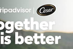 Cesar x Tripadvisor