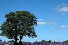 Mayfield Lavender Farm in Banstead, Surrey