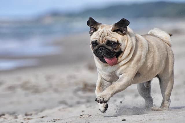 An enduring internet favourite due to their distinctive snub noses, pugs are also popular among dog owners in the North East, coming in fifth. Image: Shutterstock