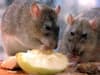 Lambeth Council dealt with thousands of rodent infestations last year