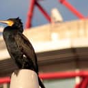 A cormorant at Queen Elizabeth Olympic Park