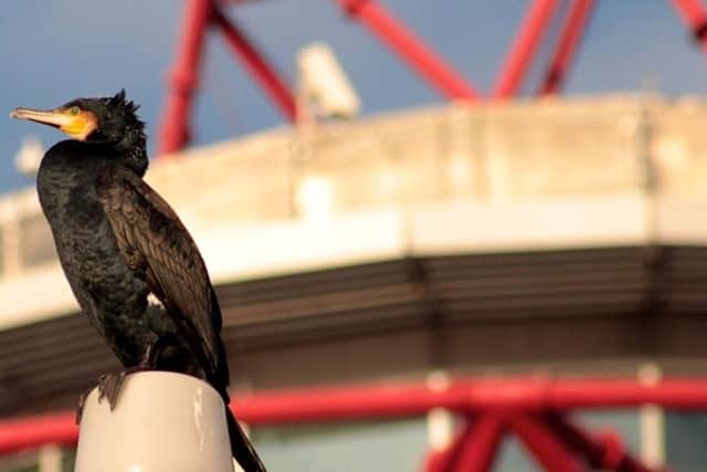 A cormorant at Queen Elizabeth Olympic Park