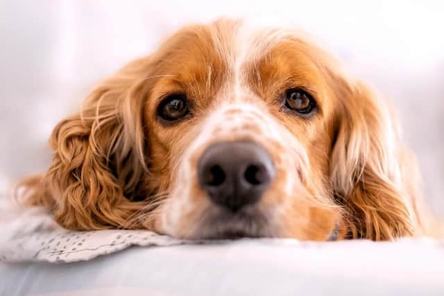 Do you have a stressed out spaniel? Animal News Agency