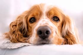 Do you have a stressed out spaniel? Animal News Agency