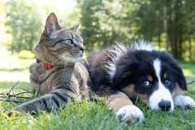 Those who choose not to chip their pets will receive fines of up to £500 if caught, while also putting their pet’s safety at risk.