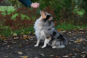 Training your dog can often feel like a minefield - Animal News Agency