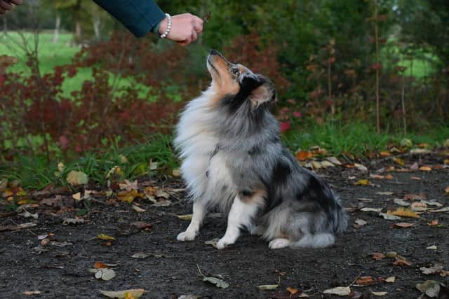 Training your dog can often feel like a minefield - Animal News Agency