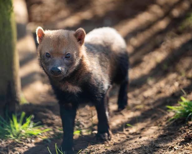 Female Bush Dog venturing out