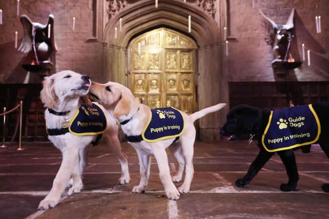Through the Name a Puppy scheme, Warner Bros. Studio Tour London has sponsored three guide dog puppies.