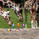 Rothschild Giraffes enjoying their summer 'party'.