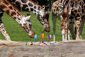 Rothschild Giraffes enjoying their summer 'party'.