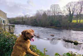 Springtime can cause a number of hazards for our dogs - Animal News Agency