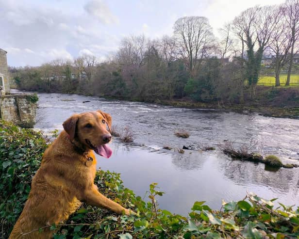 Springtime can cause a number of hazards for our dogs - Animal News Agency
