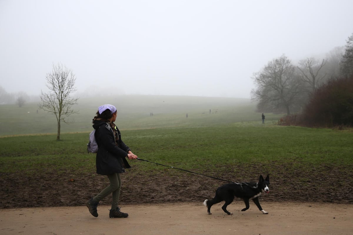 Yellow weather warning for fog in effect for most of London