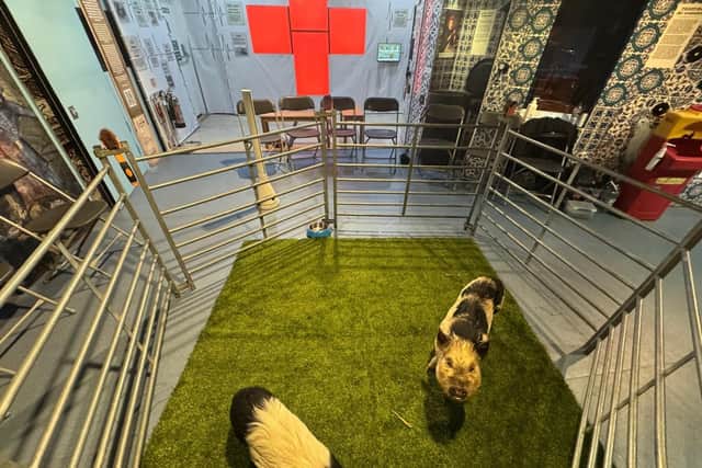 Pigs at the Florence Nightingale Museum - Animal News Agency