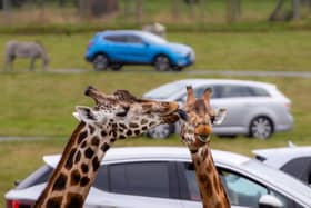 Giraffe Lick.