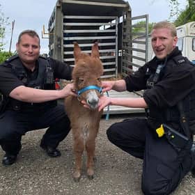 Moon the baby donkey with police officers from Hampshire and Isle of Wight Constabulary